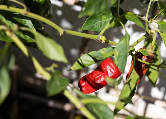 Villa Home2book Design Asian Sabina, Heated Pool & View