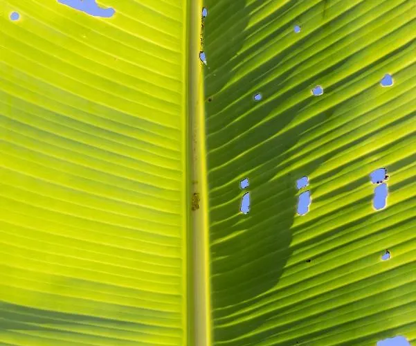 Home2book Design Asian Sabina, Heated Pool & View