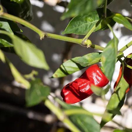 Villa Home2book Design Asian Sabina, Heated Pool & View